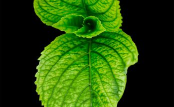 Hyperthyroidism-Herb
