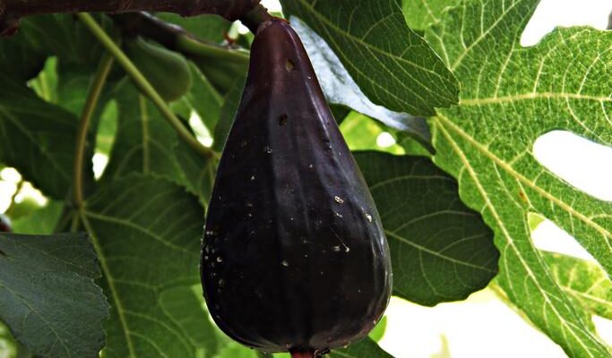 How to cultivate fig