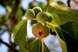 Wild fig