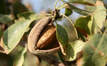 Tree nuts almonds